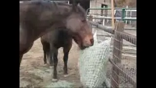 Freedom Feeder Marketing Video