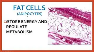Different Types of Cells in the Human Body   Functions Biology Tagalog