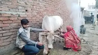 गांव में गाय का दूध कैसे निकालते हैं gay ka video | Cow Milking | Village Life Vlog