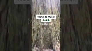 Modern Biology - Redwood Music 🌲 plant transmissions #music #shorts #synth #redwood  #oldgrowth