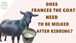 Does Frances the Goat Need to be Milked After Kidding?