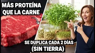 M&aacute;s Prote&iacute;na Que La Carne: Este Vegetal Se Duplica Cada 2 D&iacute;as En Tu Cocina (Sin Tierra)