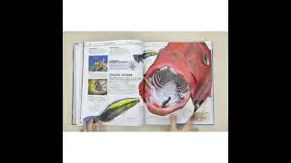 DK Knowledge Encyclopedia Ocean!