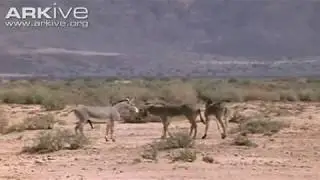African wild ass ( Equus africanus somalicus) mating