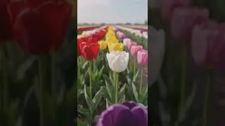 A Quick Look Across a Sea of Colorful Tulips