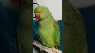 mummy Mitthu ko Roti do 🥰🦜😱#shorts #mummy #mitthu #parrot #popat #talkingparrot #funnypets