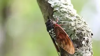 Live from Washington DC as billions of cicadas surface after 17 years underground