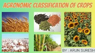 Agronomic Crop Classification Explained: Cereals, Pulses, Oilseeds & More
