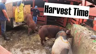 Processing Day For 5 Pasture Raised Pigs (LOAD and Haul!) Harvest Time