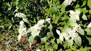 Pycnanthemum incanum (hoary mountain mint) provides a pollinator banquet!