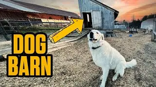 Building an Epic Dog House for My Farm Dogs