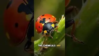 Ladybug's Secret Weapon: Chemical Defense System