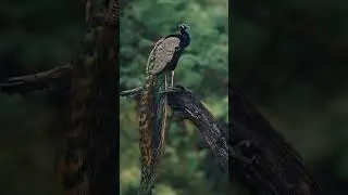 edits that blow your mind #viralvideo #edits #fyp