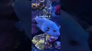 White-spotted puffer fish at Sea Life Aquarium - Loch Lomond
