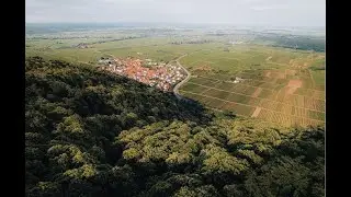Kastanienbl&uuml;te in der Pfalz