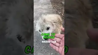 A Miracle Of A Dog Whose Fur Finally Grew Back✨ #shorts #pets #dogs