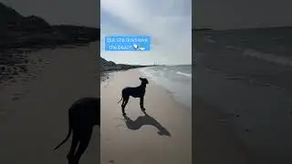 No wet feet please 🤭🐾 #beach #greatdane #diva #mydog #sand #scotland #lossiemouth #dog #dogs
