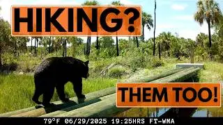 Who&rsquo;s Really Hiking the Florida Trail? (Caught on Camera)