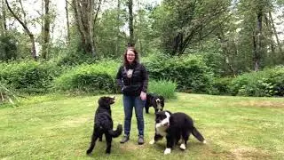 How to train your puppy to come. Teach a reliable off leash recall with your Bernese Mountain Dog.