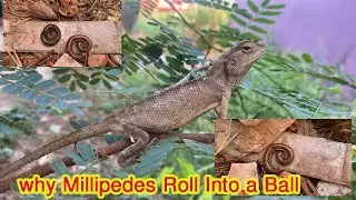 why Millipedes Roll Into a Ball