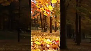Autumn Leaves Falling from Maple Tree | Stunning Fall Scene | 10 Million Views