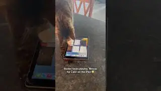 Do you also have an iPad cat#youtubeshorts #funny #funnycats #fyp