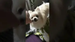 Жулик не воруй! Даша путешественница собачья версия   Crook don't steal! Dasha the traveler dog ver