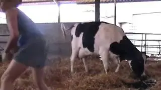 CALVING A COW  TUTORIAL ---- - Cow calving with a little help