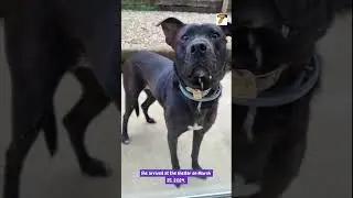 Meet Georgia, Your Future Best Friend! #adoptarescue #adoptionrocks #shelteranimal #adoptdontshop