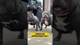 American Bully vs Rottweiler