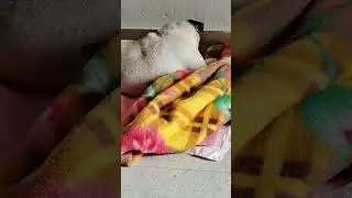 #pug #cuddlepuddle #doglover #dog #cuddletime #petowner #cuddleoflife #dogowner #puppy #puggles