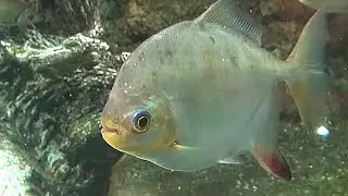 レッドフックメチニス　Redhook Myleus　Myloplus rubripinnis