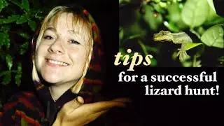 HOW TO FIND LIZARDS | new zealand and beyond!