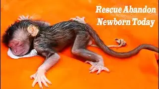 How To Rescue Newborn Baby? Million Sad... Baby Just Born Abandon | The First Aid We Rescued Newborn