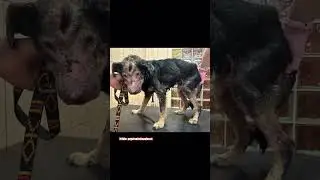 Co słychać w pogotowiu dla zwierząt? 🐶 #dog #shorts #info