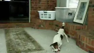 dogs like bones