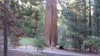 Erik Coppens Goose Pen Sequoia pine tree