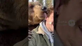 Домашний медведь