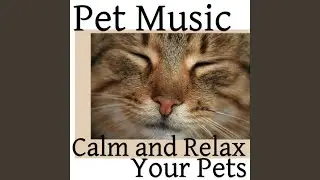 Dreaming Pets
