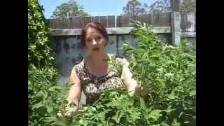 Wildharvested Food Focus: Lambsquarters