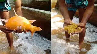 Karfu Fish breeding process l Fish Eggs l Fish hetchary l Village Fishing