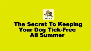 The Secret To Keeping Your Dog Tick-Free All Summer