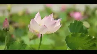 Healing Envisioning Meditation (Trailer) by Lynne Forrest