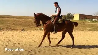 Paso Atr&aacute;s Mecano