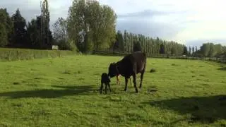 Newborn calf standing up for the first time at Olivemead Farm