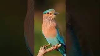 Facts about neelkanth bird #neelkanth #indianroller #shorts