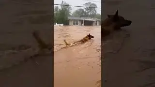 Heroic Rescue: Dog Saves Rabbit from Raging Floodwaters #DogHero #AnimalRescue #FloodRescue