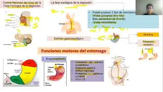 Mezcla y Propulsi&oacute;n de los alimentos en el tubo digestivo - FISIOLOG&Iacute;A II 4B
