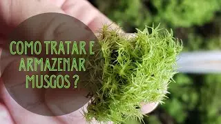 COMO TRATAR E ARMAZENAR MUSGOS? Faça isso pro seu terrário durar mais.