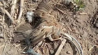 Home Sparrow Trap Out of Stick | Hunt Birds Tv Best Technology